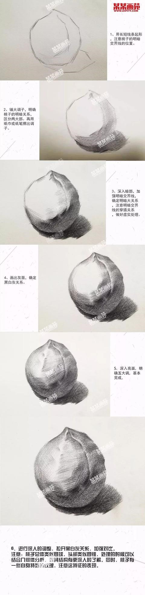 北京美术培训知美画室素描桃子与水粉菠萝详细解析